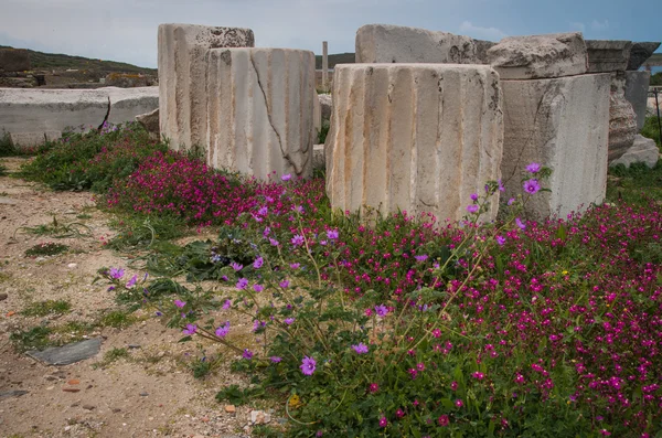 古代ギリシャ遺跡と春の花 — ストック写真