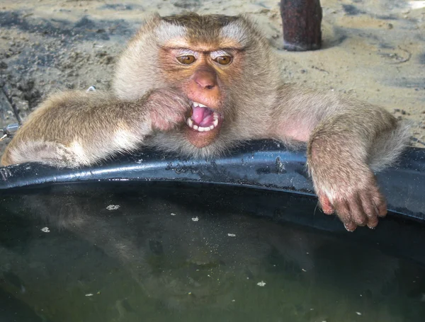 Macaco na praia da Tailândia — Fotografia de Stock