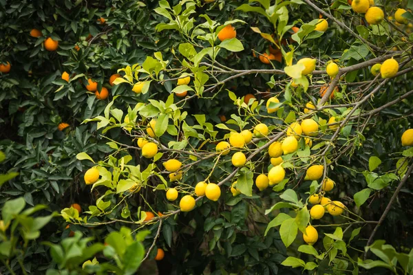 Citroner och citronträd — Stockfoto