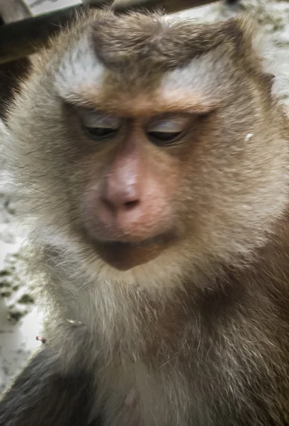 Monkey on the Thailand beach — Stock Photo, Image