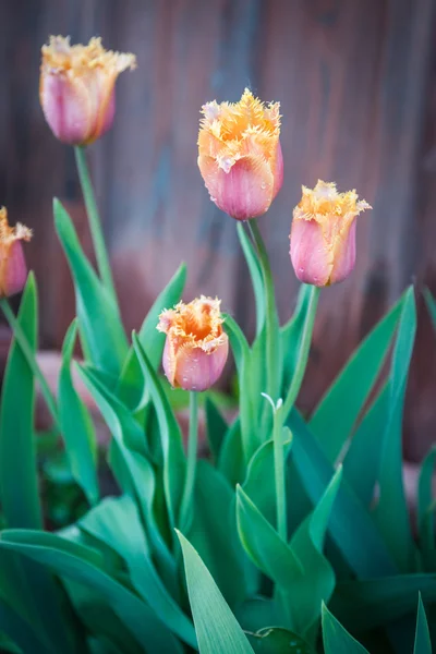 Невеликий Весняні квіти — стокове фото