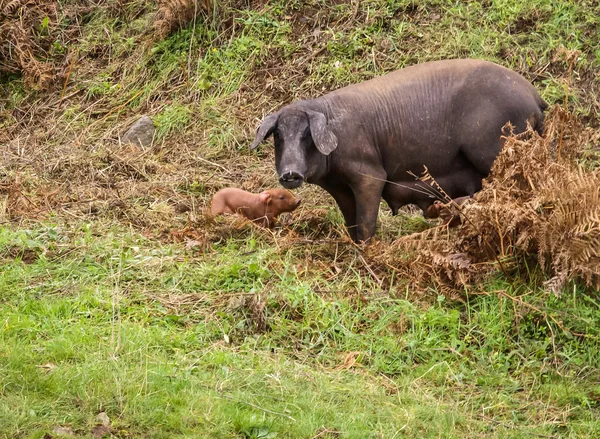 Black pig and pink pigglets in the meddow — Stock Photo, Image