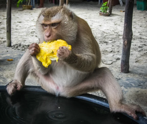 Singe sur la plage de Thaïlande — Photo