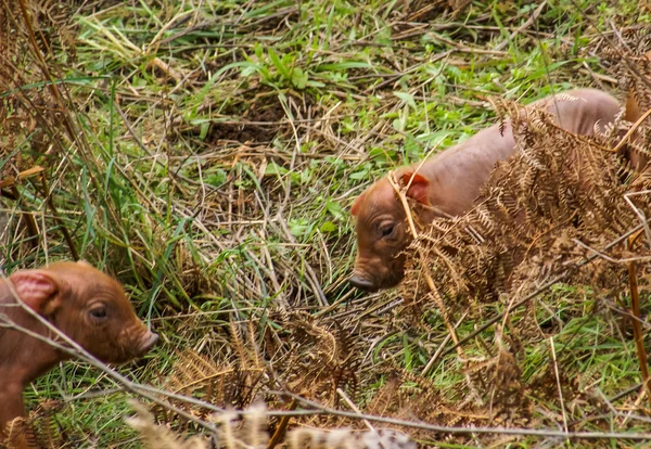 Růžové pigglets v dolem — Stock fotografie