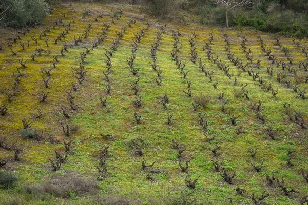 Vinhas na encosta — Fotografia de Stock