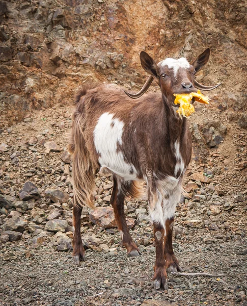 Goats eating oranges — Stock Photo, Image