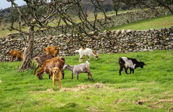 Capre al pascolo nel prato — Foto Stock