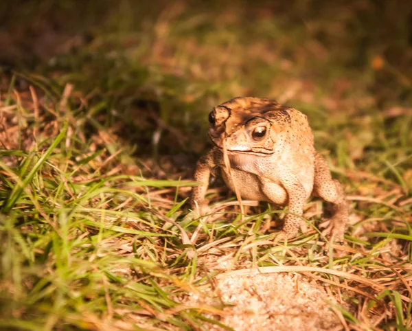 Portrait of a frog, Koh Samui — Stock Photo, Image