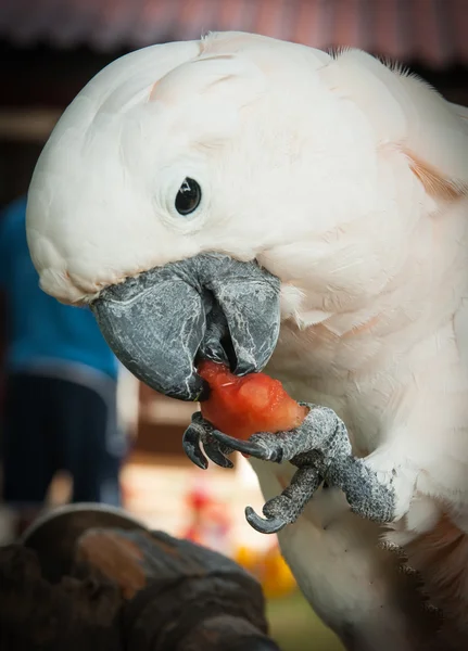 Loro rosa comiendo una rebanada de sandía —  Fotos de Stock