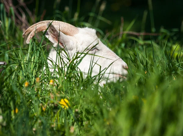 Capra bianca su un prato — Foto Stock