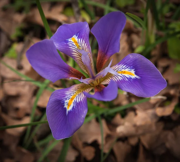 Primavera flor violeta — Fotografia de Stock