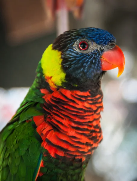 Retrato de un loro multicolor —  Fotos de Stock