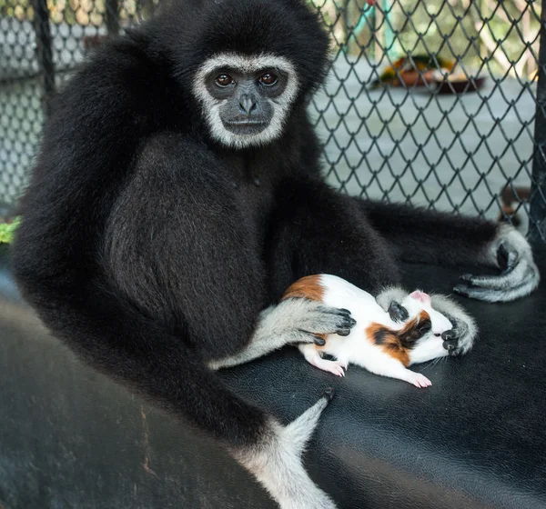 Weinig Zwarte Gibbon — Stockfoto