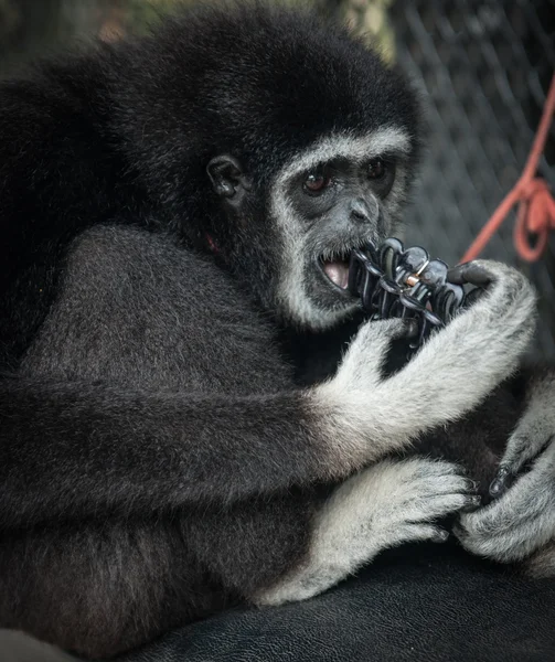 Weinig Zwarte Gibbon — Stockfoto