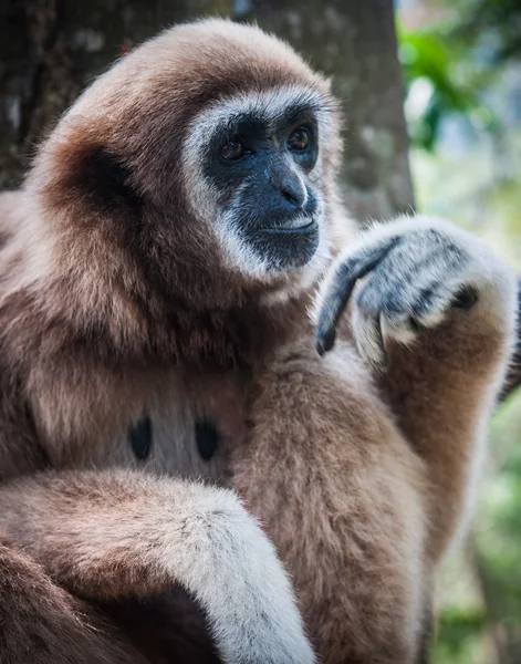 Kleine bruine Gibbon — Stockfoto