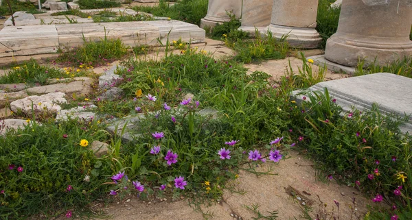 Antike griechische Ruinen und Frühlingsblumen — Stockfoto