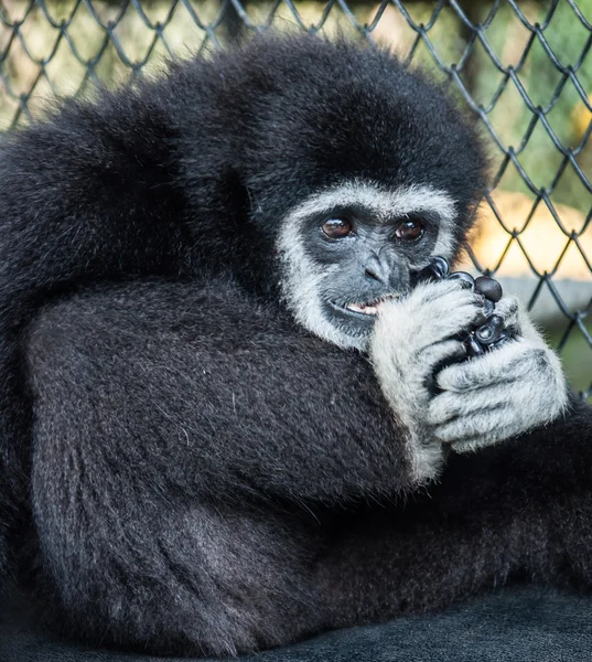 Weinig Zwarte Gibbon — Stockfoto