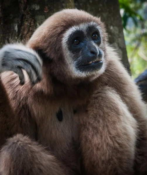 Kleine bruine Gibbon — Stockfoto