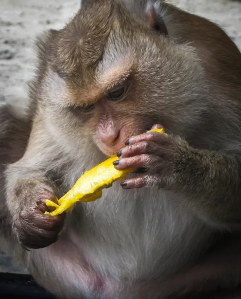 Singe sur la plage de Thaïlande — Photo