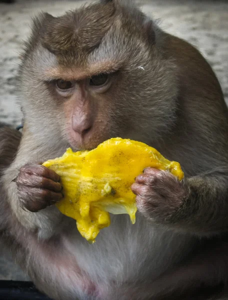 Macaco na praia da Tailândia — Fotografia de Stock