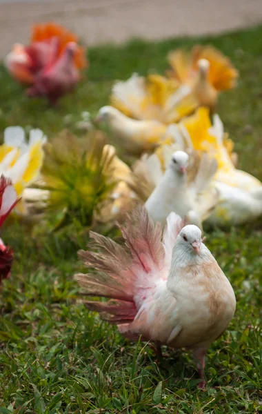 Multi-colored pigeons, Thailand — Stock Photo, Image