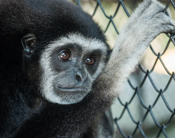 Weinig Zwarte Gibbon — Stockfoto