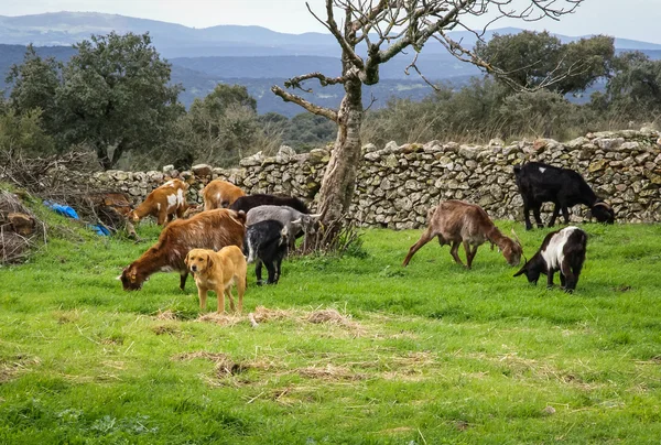 Capre al pascolo nel prato — Foto Stock