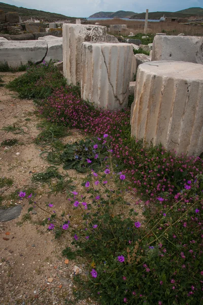 古代ギリシャ遺跡と春の花 — ストック写真