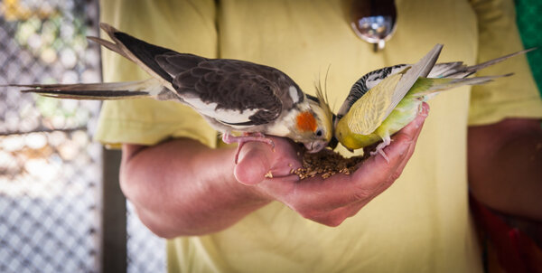 Попугаи клевали семена с рук
