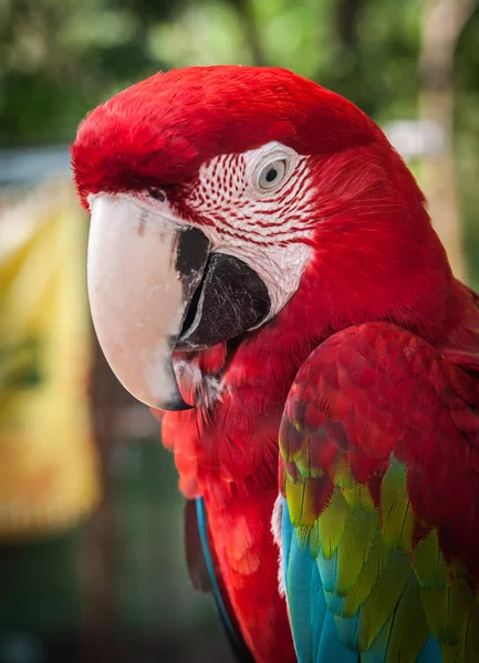 Retrato de un loro multicolor —  Fotos de Stock