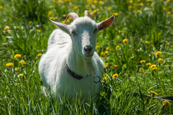 Çayırdaki beyaz keçi — Stok fotoğraf