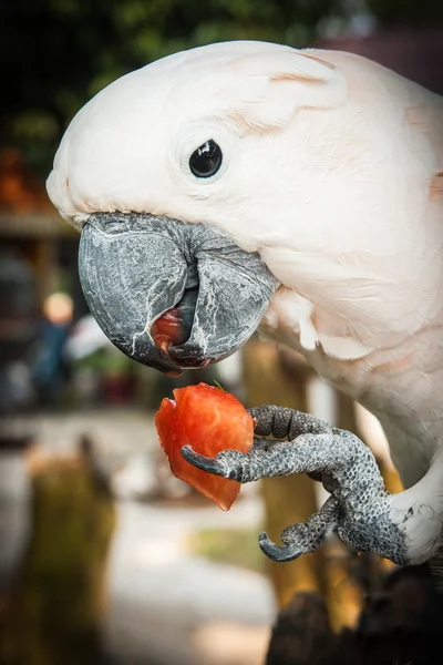 Loro rosa comiendo una rebanada de sandía —  Fotos de Stock