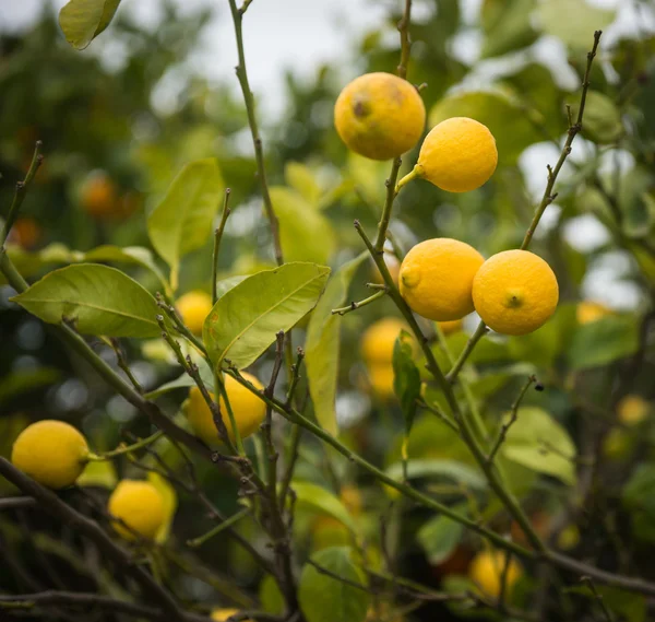 Limoni e limoni — Foto Stock