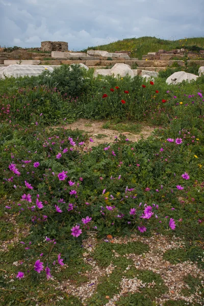 Ancient Greek ruins and spring flowers — Stock Photo, Image