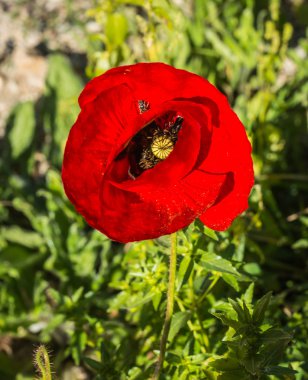 Bahar haşhaş çiçek