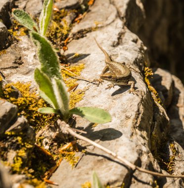 küçük çevik kertenkele