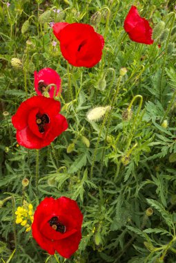 Bir çayır üzerinde haşhaş çiçekleri