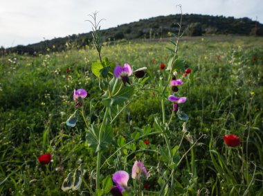Güzel bahar çiçekleri