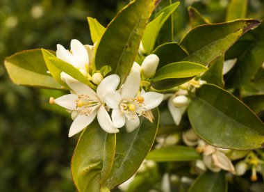 Beyaz bahar çiçekleri