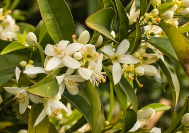 Beyaz bahar çiçekleri