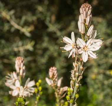 Güzel bahar çiçekleri