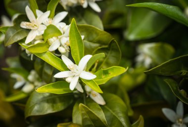 Beyaz bahar çiçekleri