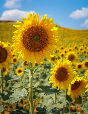 Sarı ayçiçeği tarlası