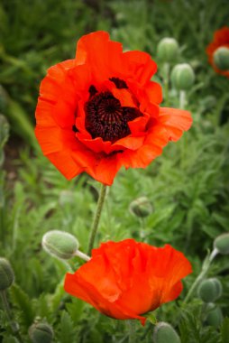 Bahar haşhaş çiçekleri