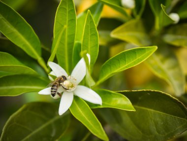 Beyaz bahar çiçekleri