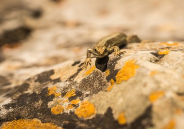 küçük çevik kertenkele