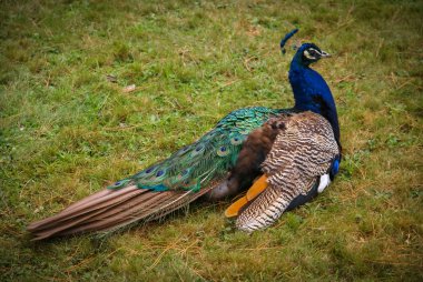 Çimlerin üstünde büyük tavuskuşu