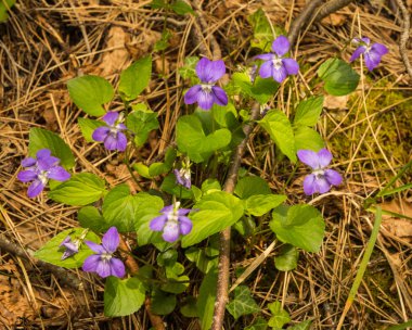 Bahar çiçekleri Olimpos Dağı üzerinde