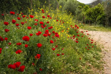 Bir çayır üzerinde haşhaş çiçekleri