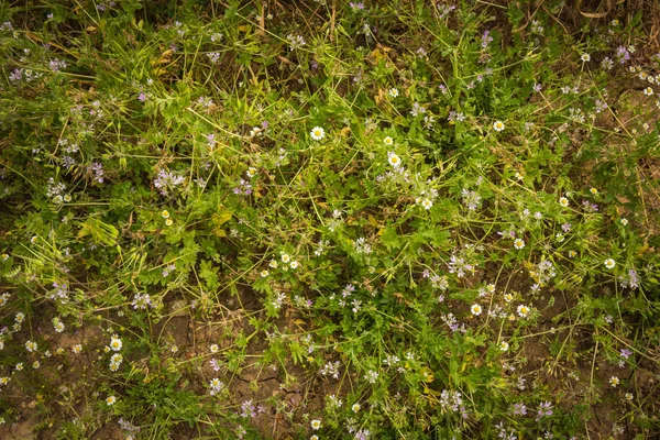 Beautiful spring flowers — Stock Photo, Image